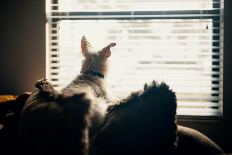 a dog on the couch looking out the window