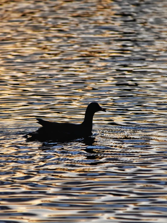 a bird that is floating on some water