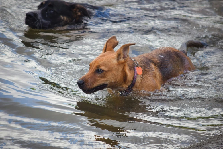 two dogs are wading through a river