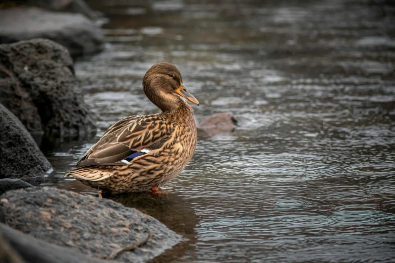 a duck stands in a shallow, rocky stream
