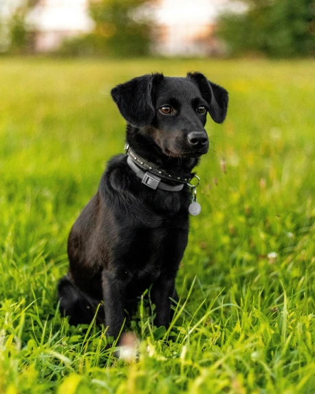 a little black dog sitting in a green grassy area