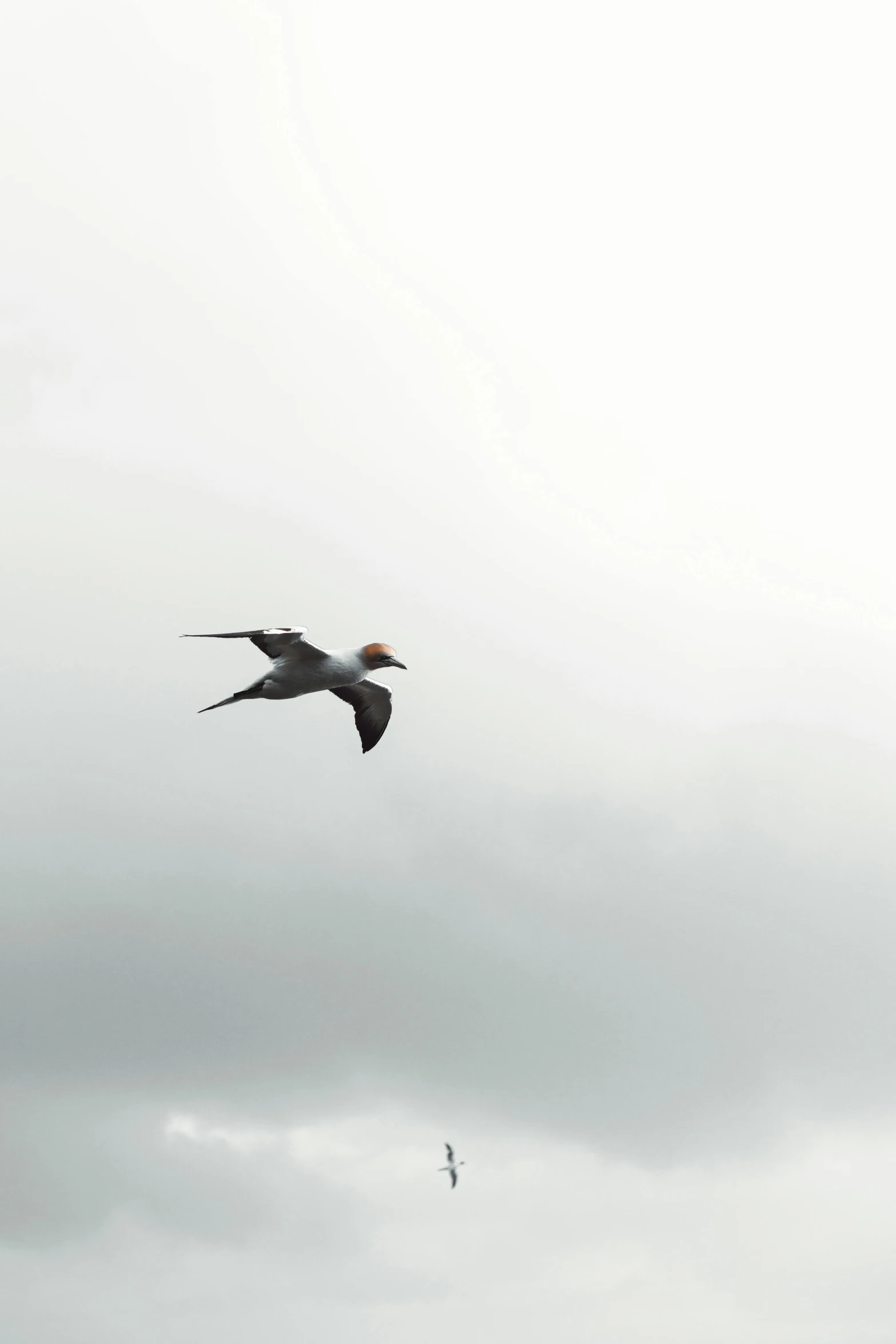 two birds flying in the sky on cloudy day