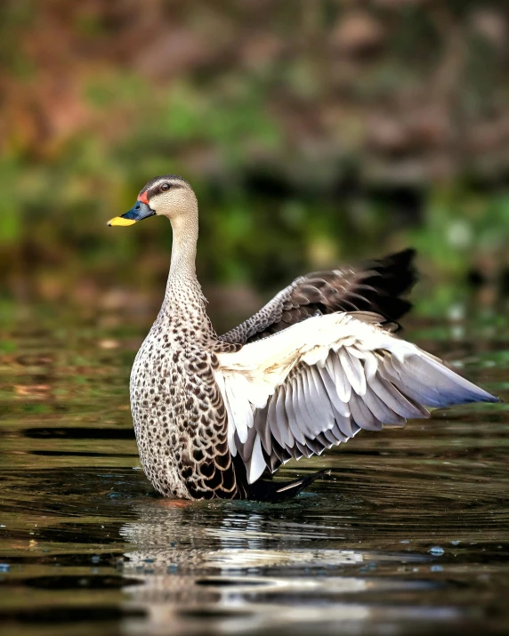 a large duck floating in the middle of a lake