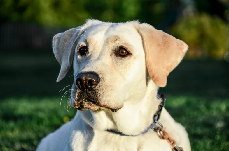 a dog laying in the grass with its head turned