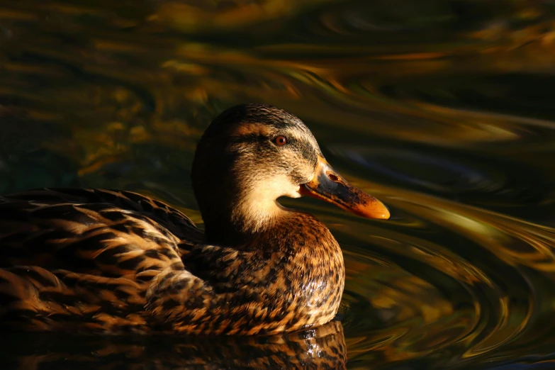 the duck is swimming in the clear waters