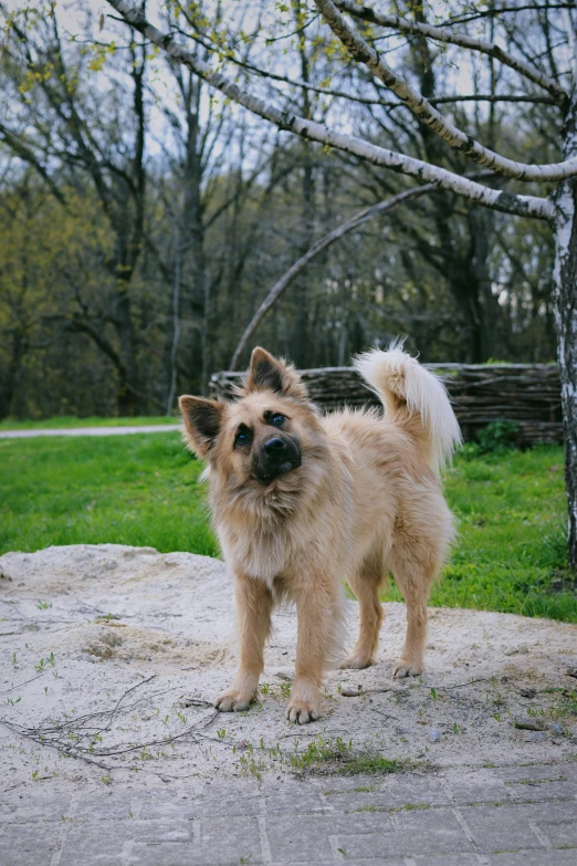 a brown dog standing in the dirt outside