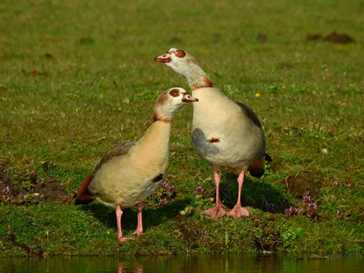 two birds standing close to each other near a pond