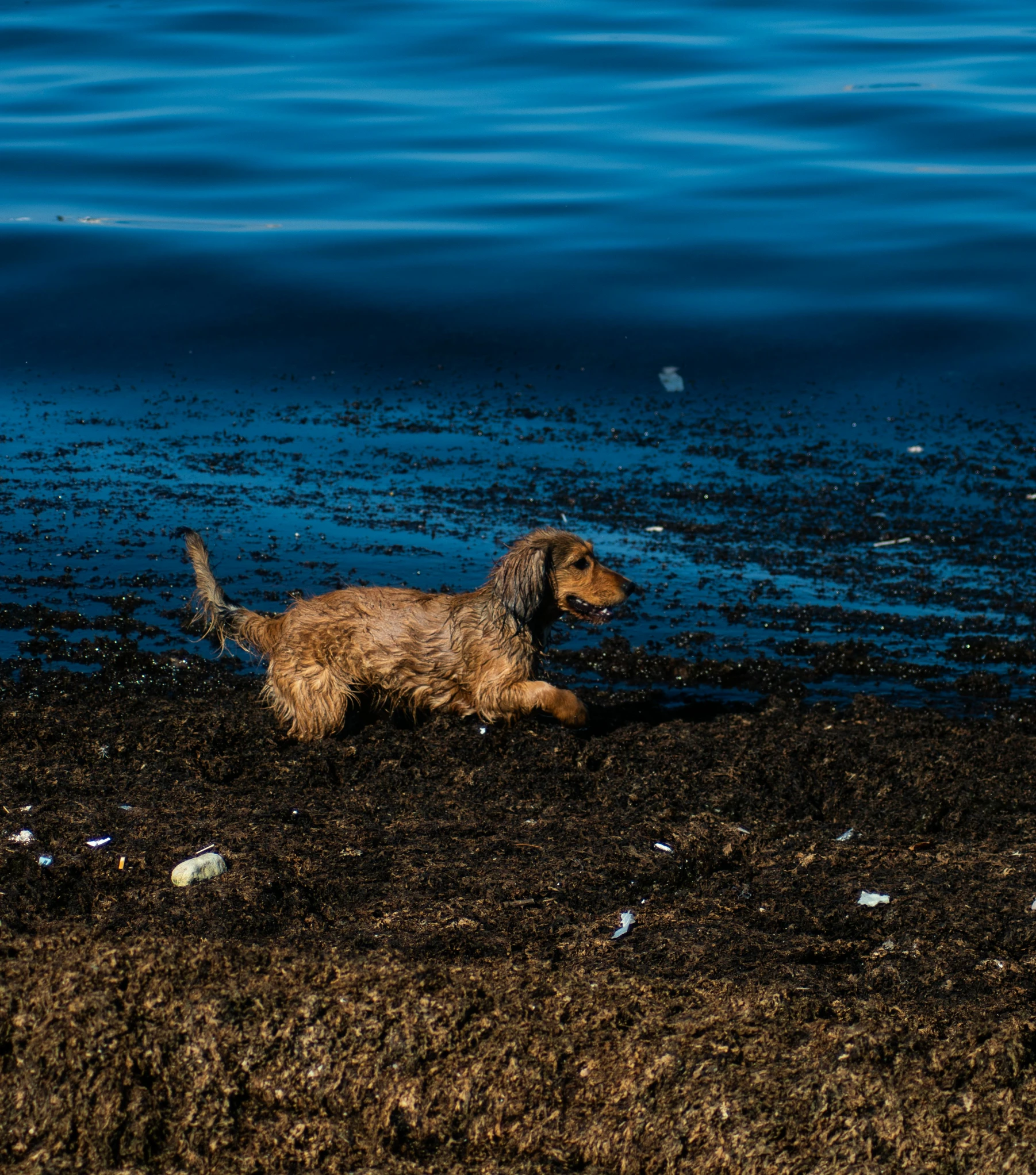 a brown dog running in dirt next to water