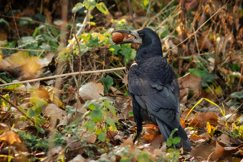 a large black bird standing on top of leaves and bushes