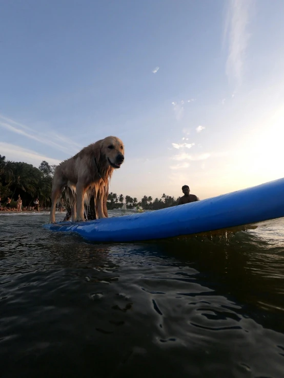 two dogs are standing on the edge of a surf board in the ocean