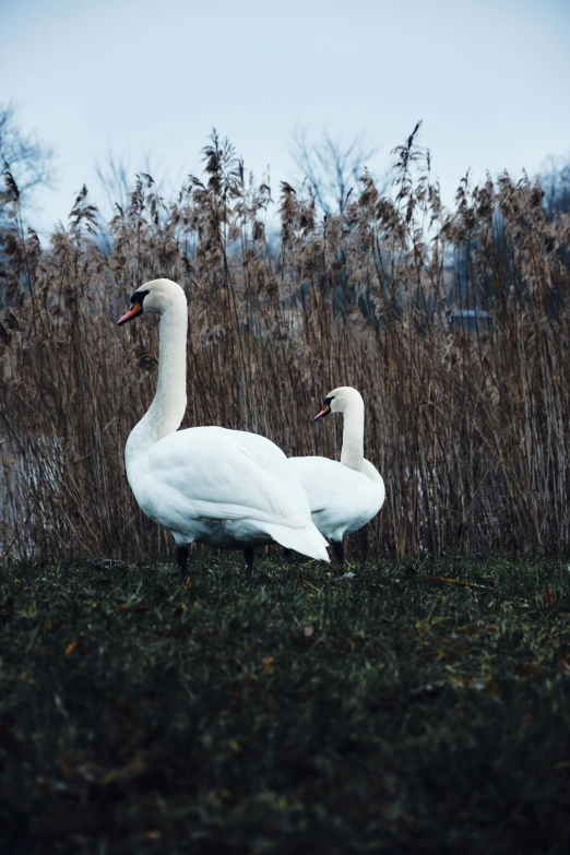 two swans standing side by side near bushes