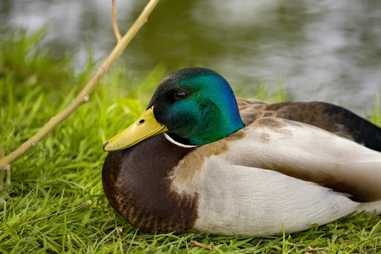 a male mallard rests in the grass next to a pond