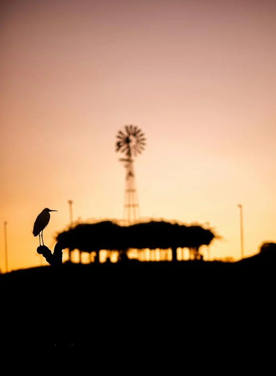 a bird standing on a tree nch as the sun sets