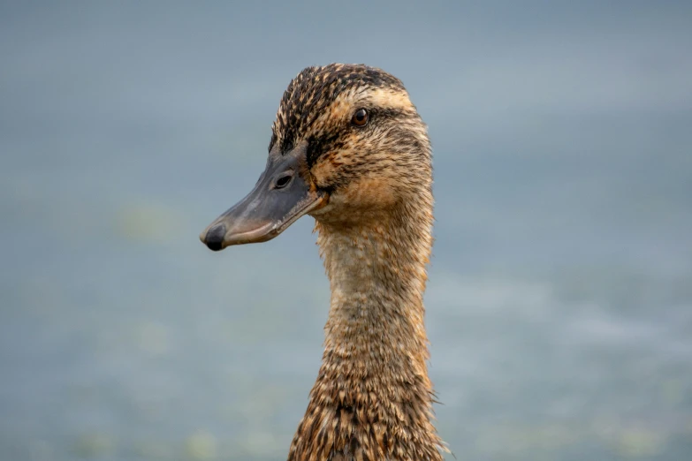 an image of a duck that is staring away