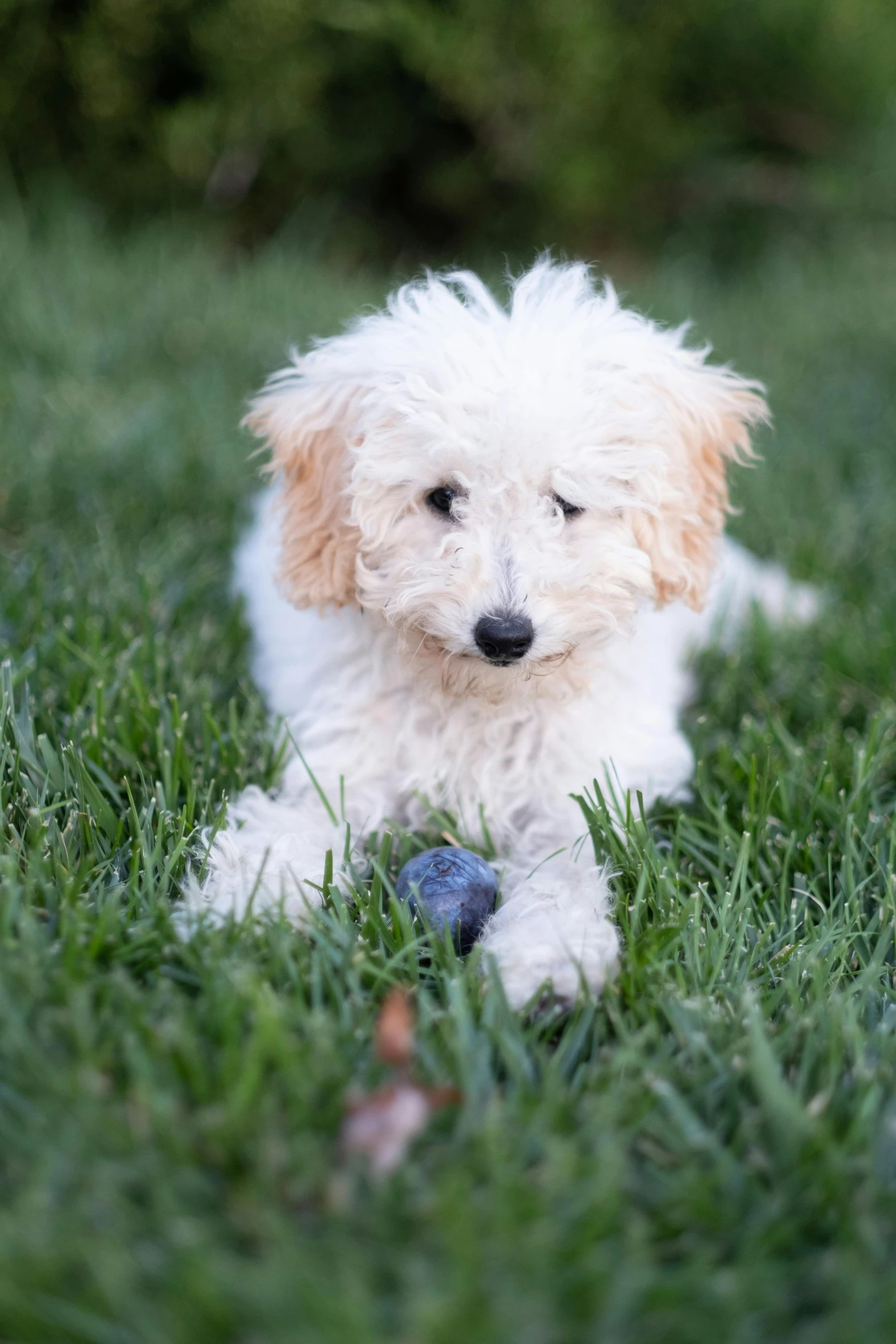 small white puppy sitting in the grass looking at the camera