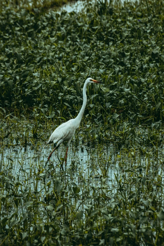 a bird that is standing in the water