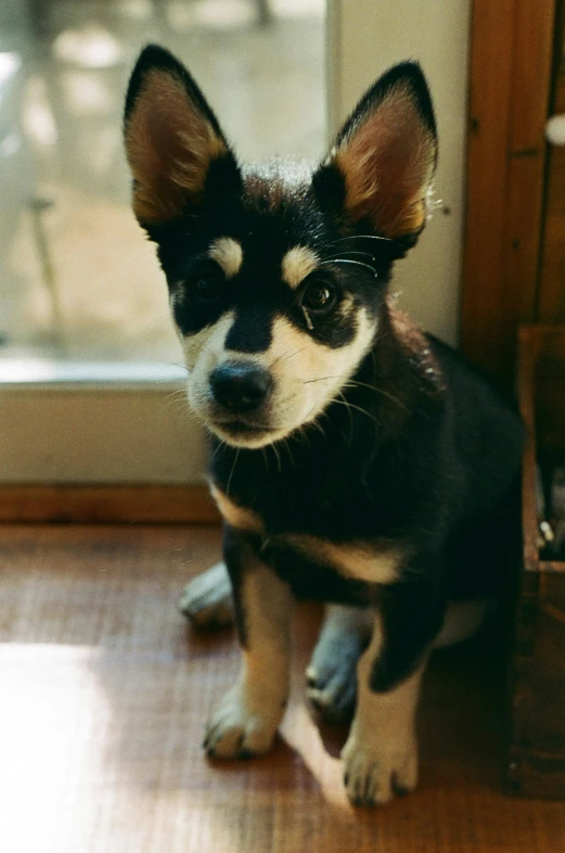 a small chihuahua sitting on the floor near a door