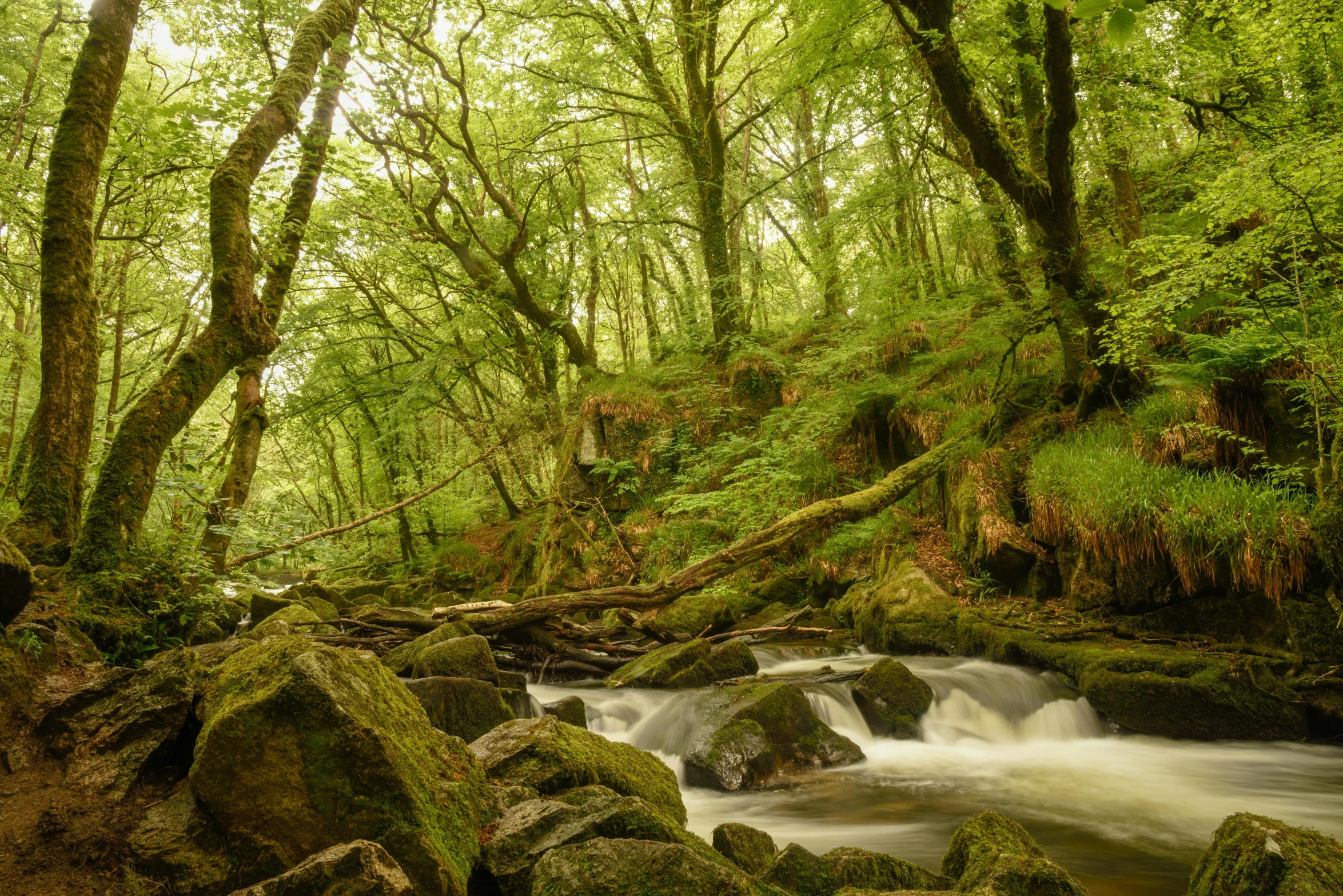 a stream that runs between the rocks in the forest