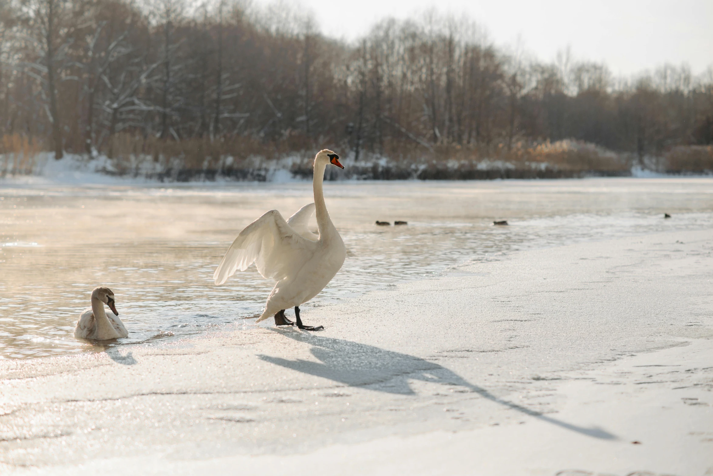 two swans that are walking in the snow