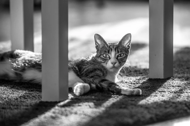 a cat is sitting under some tables and looking up