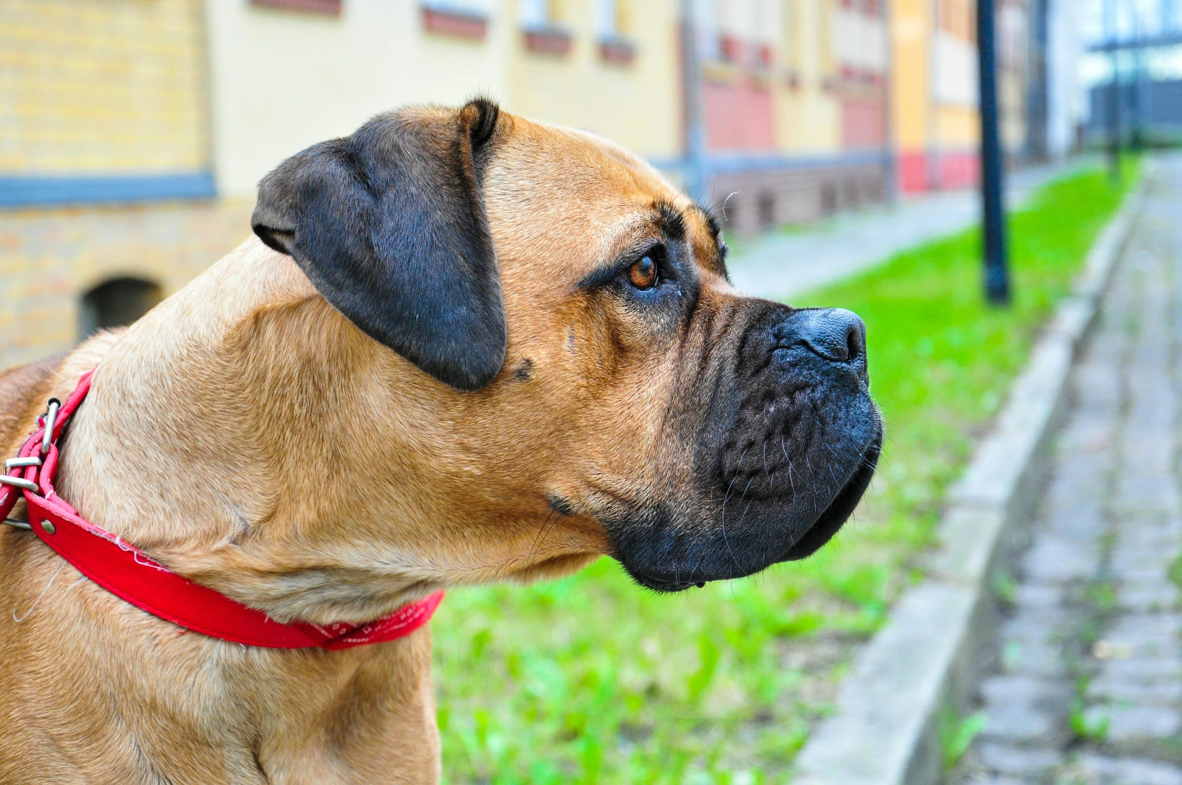 a dog on a leash next to the street