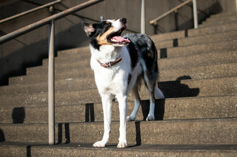 dog standing on stairway with open mouth