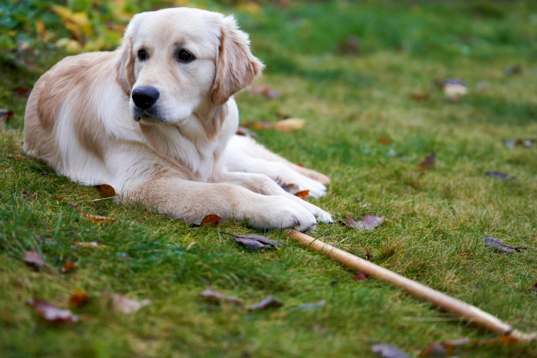 dog sitting on grass with a stick in its mouth