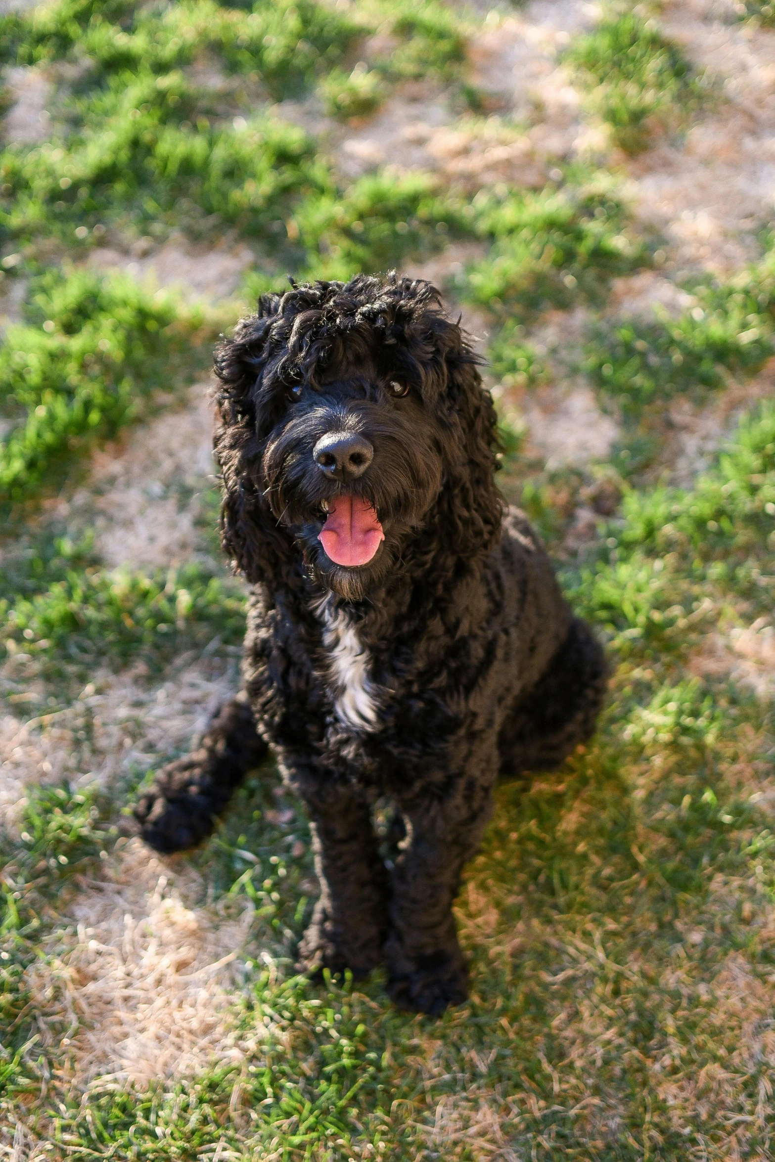 a wet dog sitting in the grass with its tongue out