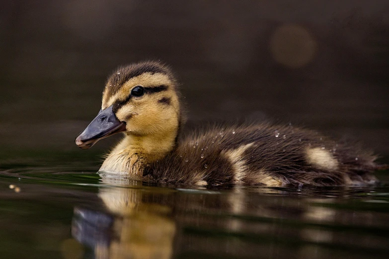 the young duck is swimming on the water