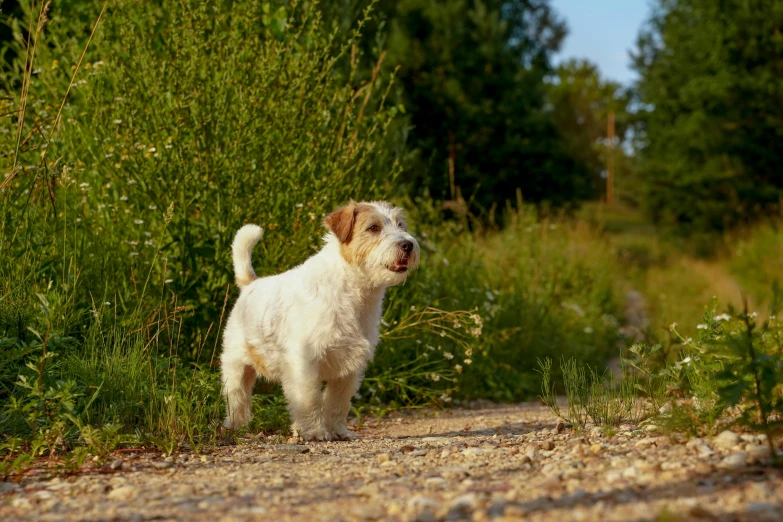 a dog standing in the middle of a gravel road