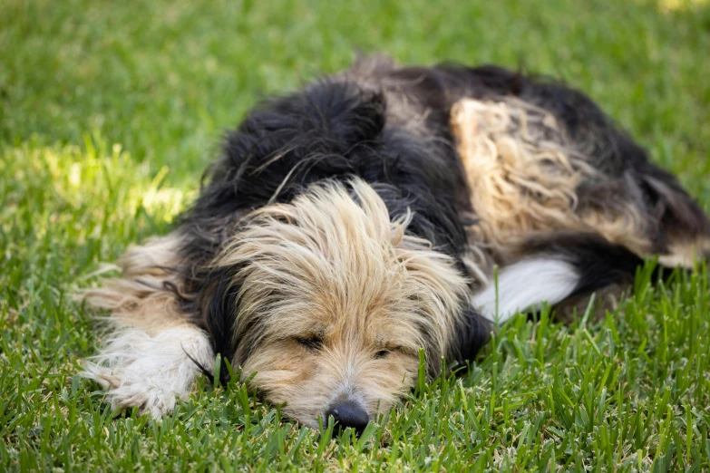 dog laying in the grass looking tired from sleep