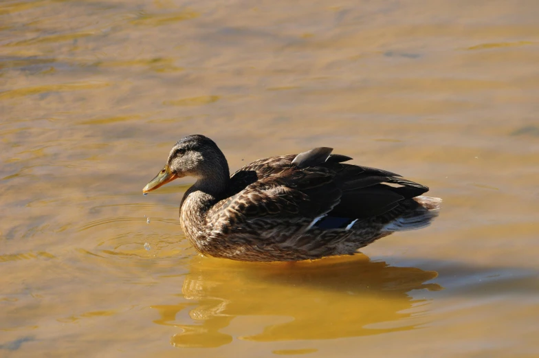 a duck sitting on a yellow rubber in water
