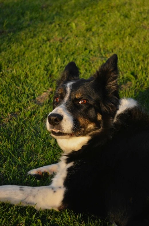 a black and white dog is laying in the grass