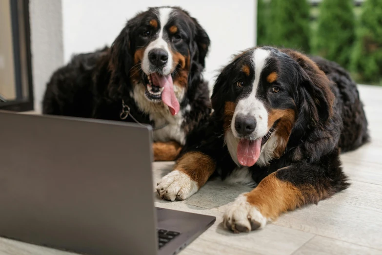 two dogs with their paws on the desk while looking at a laptop