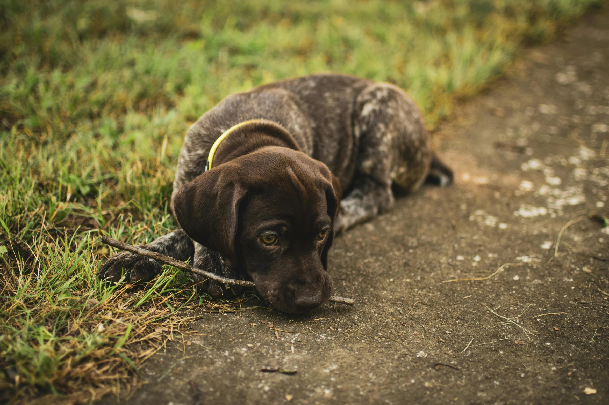 a black dog laying on top of a dirt road