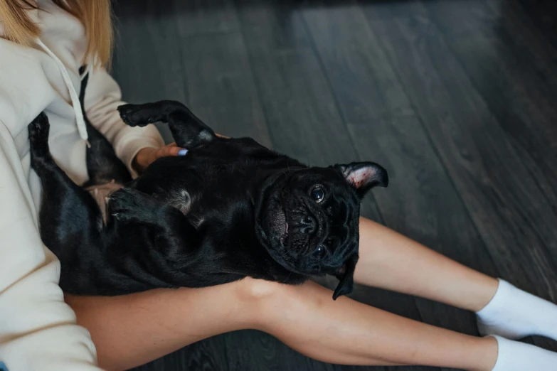 a young person holds an adorable little dog