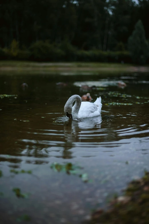 a bird swimming across a lake surrounded by greenery