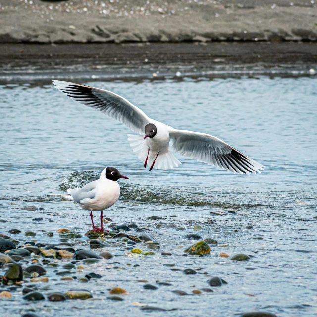 two birds in flight with rocks in the water