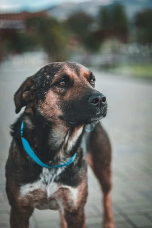 a dog wearing a blue harness looks to the side