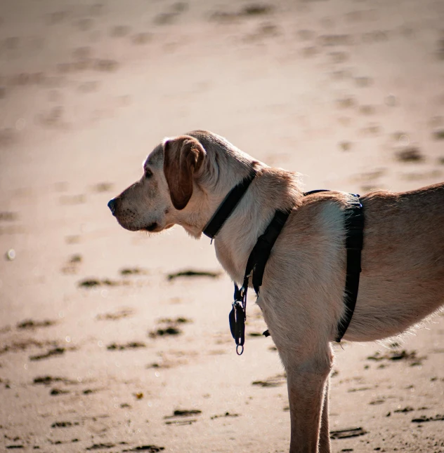 there is a small dog standing on the beach