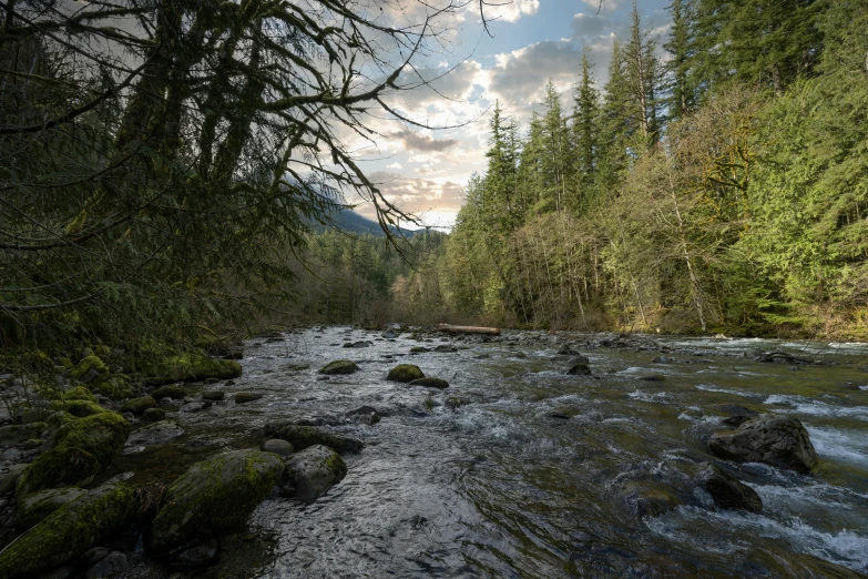 stream flowing in the woods, surrounded by forest