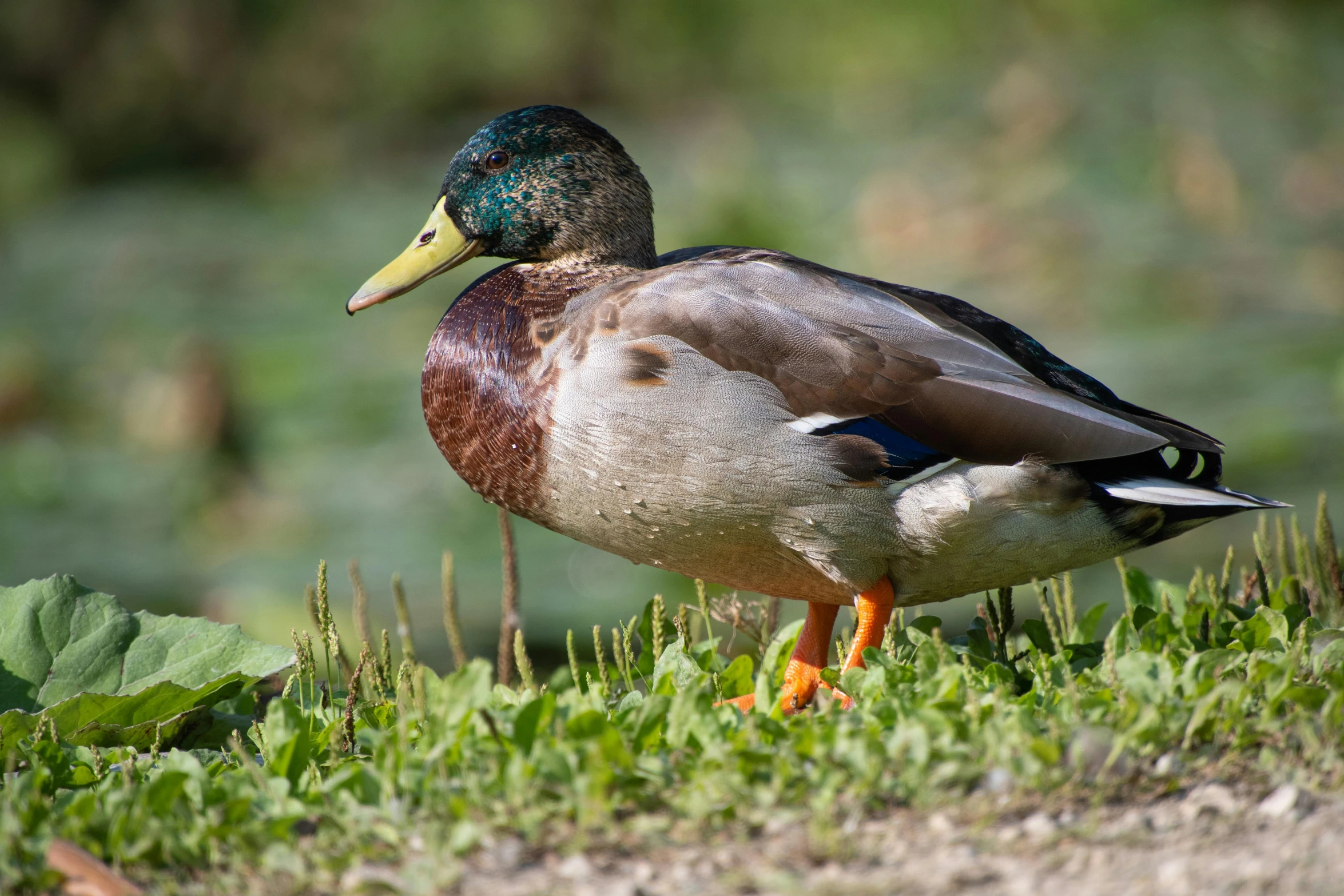 a duck standing on the edge of grass