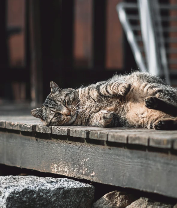 a cat lying on top of a wood deck near a chair