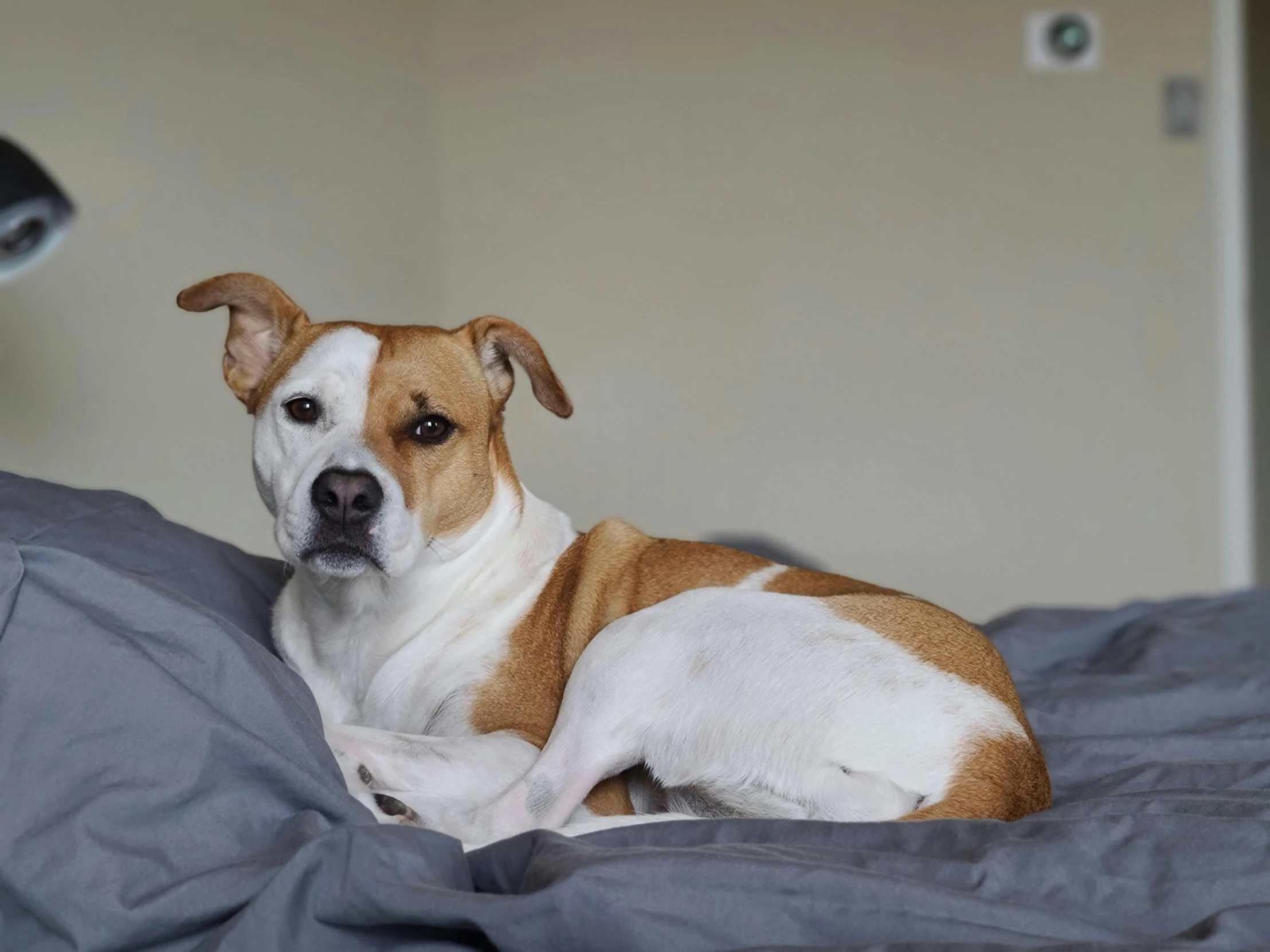 dog lying in bed staring into camera