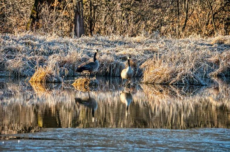 two birds are sitting on the bank of a small pond