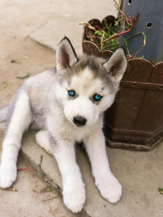 a husky dog puppy sitting in front of a wooden planter