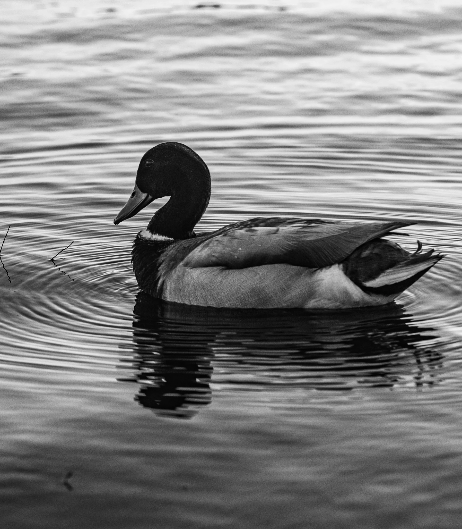 a bird floating on the water by itself