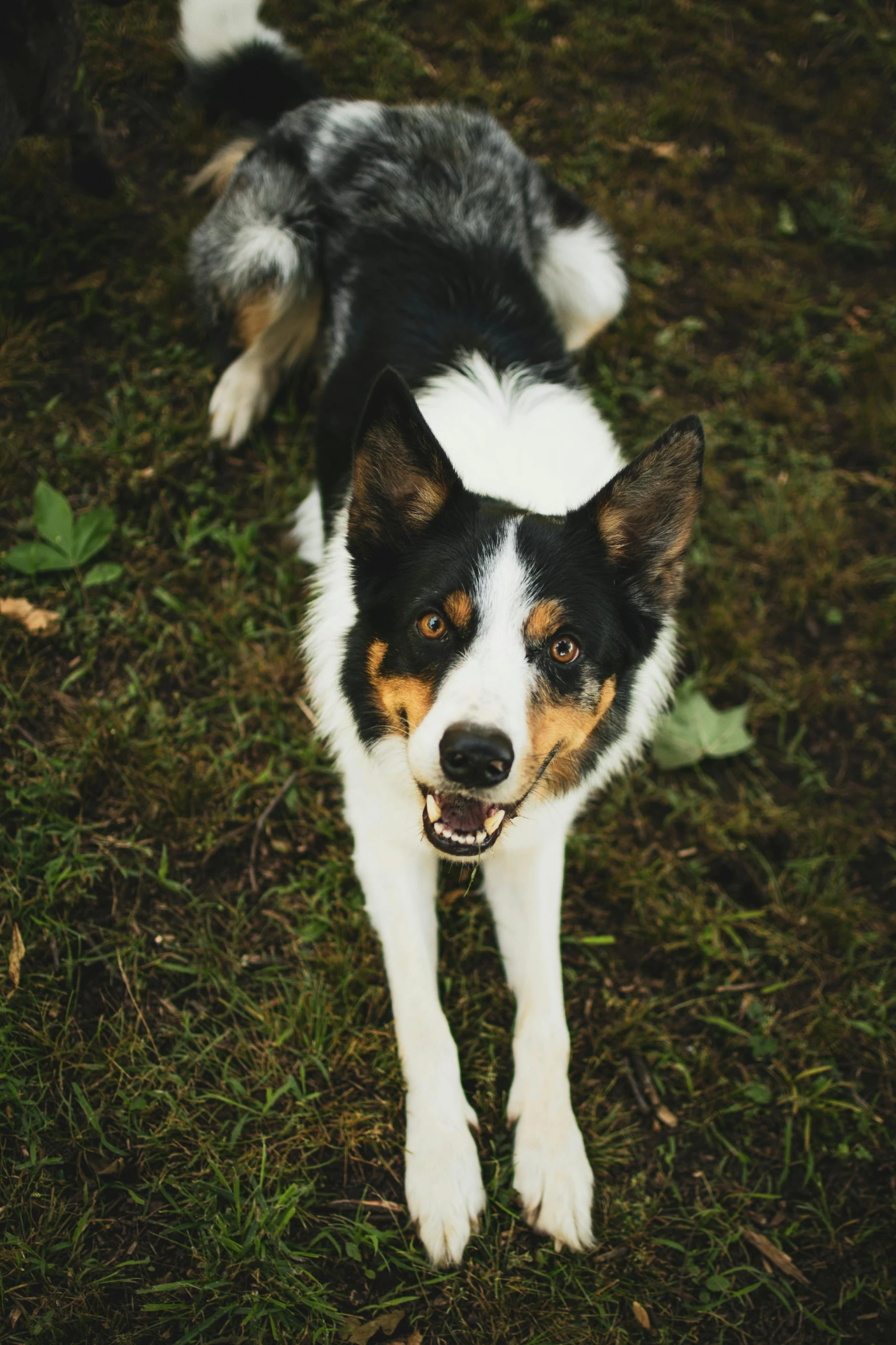 a black and white dog is in the grass