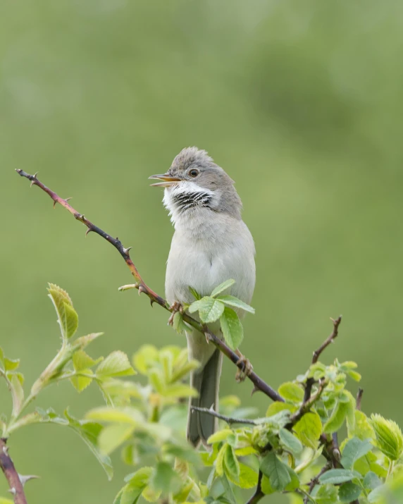 a bird sits on a nch with its mouth open