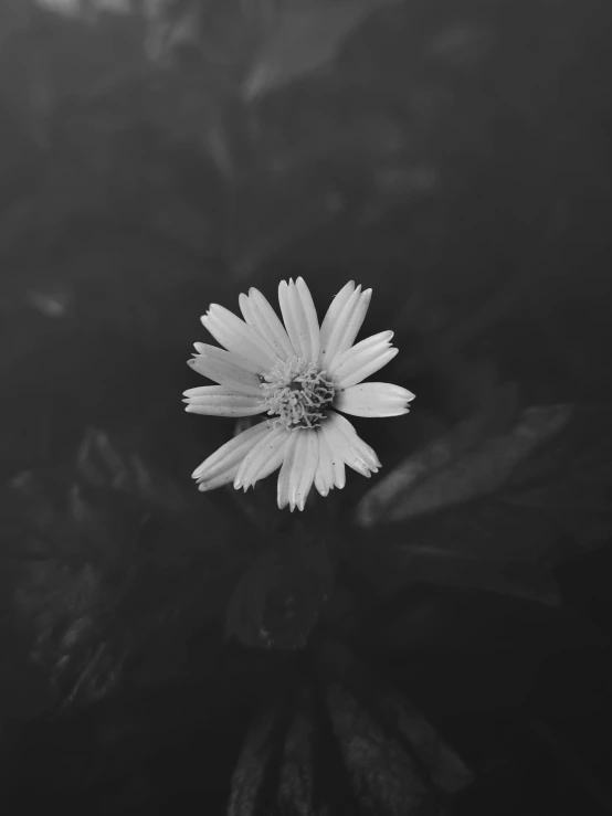 an up close po of a single flower in the water